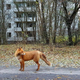 Illustration for article titled 5 Minutes in Chornobyl Restricted Zone
